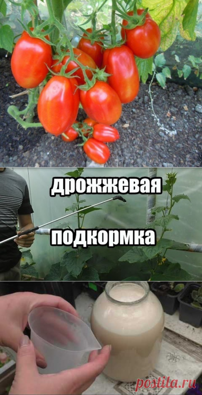 (81) Одноклассники
