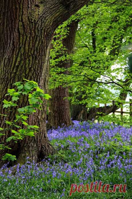 Wander the wood