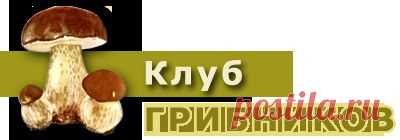 Маринованные опята | Рецепты заготовки грибов впрок от и для грибников