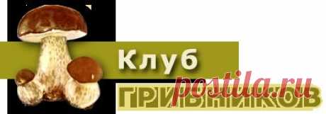 Маринованные опята | Рецепты заготовки грибов впрок от и для грибников