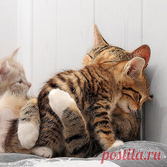 70 Cutie Baby Animals Bring You a Good Mood | The Design Inspiration
