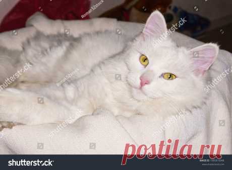 Стоковая фотография «White Fluffy Cat Looks Thoughtfully Into» (редактировать), 1585810048