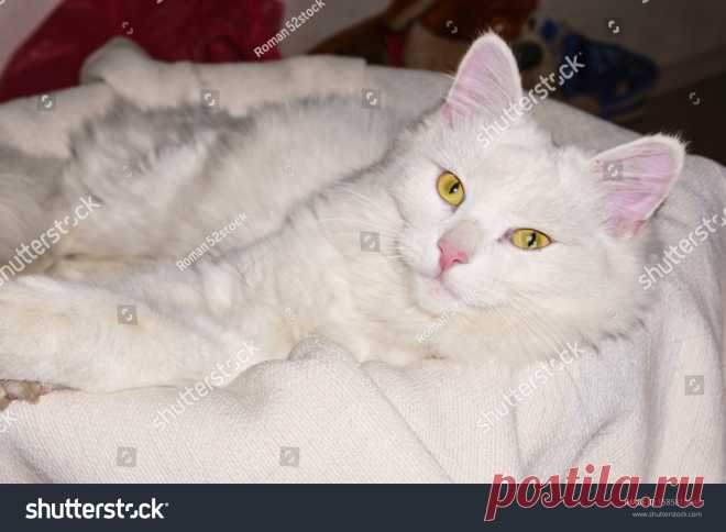 Стоковая фотография «White Fluffy Cat Looks Thoughtfully Into» (редактировать), 1585810048