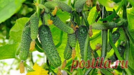 По каким причинам вянут листья у огурцов – что делать, как и чем лечить