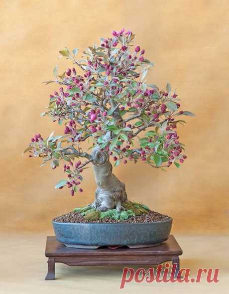 bonsai  |  Pinterest • Всемирный каталог идей