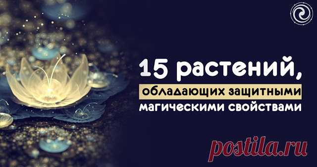 15 растений, обладающих защитными магическими свойствами 

С давних времен растения являлись не только пищей и украшением приусадебных участков, но и защитниками от воздействия нечистой силы и разного рода негатива. Специалисты уверены, что используя некото…