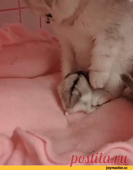 гифки-Котята-хомяки-5839414.gif (400×514)