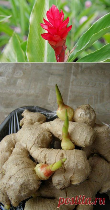 Как вырастить имбирь дома | РОЗЫ
