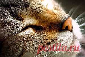 О чем мурлычут кошки? | Энциклопедия Кругосвет
Проведенные исследования позволяют предположить, что именно мурлыканье является тем спасительным биологическим механизмом, который помогает...