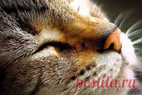 О чем мурлычут кошки? | Энциклопедия Кругосвет
Проведенные исследования позволяют предположить, что именно мурлыканье является тем спасительным биологическим механизмом, который помогает...