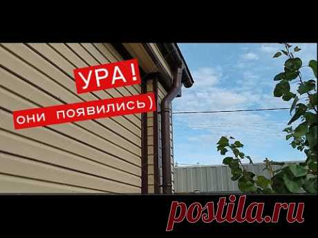 Спонтанное видео Урожай🌾 2023 24 ведра🔥 Поставили водоотливы Своими руками #ЕленаСитникова