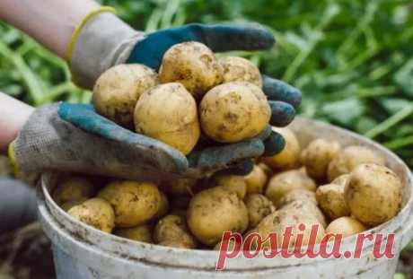 Мой секрет, как я в этот год получила высокий урожай картофеля.