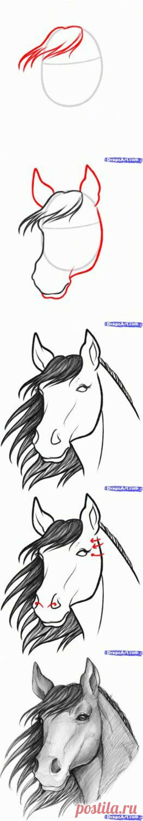 Как нарисовать лошадь. | Творческие мастер-классы по рукоделию и кулинарии.