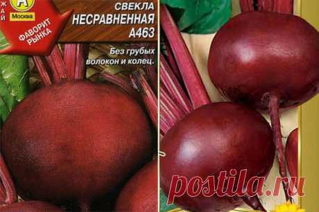 Свекла Несравненная: описание сорта, фото, отзывы, характеристика, достоинства и недостатки, особенности выращивания, урожайность
