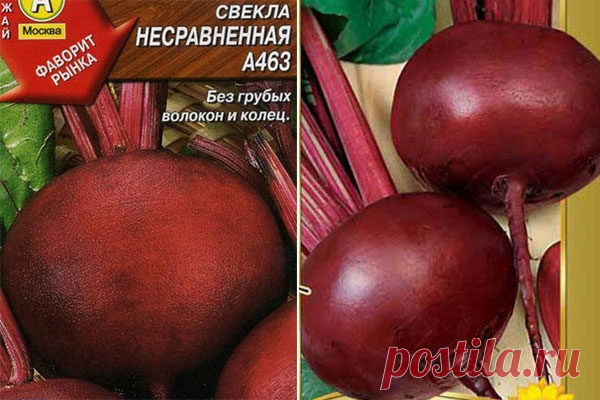 Свекла Несравненная: описание сорта, фото, отзывы, характеристика, достоинства и недостатки, особенности выращивания, урожайность