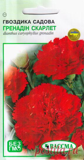 гвоздика Садовая Гренадин Скарлет 0,2 г - Купить семена цветов в Киеве – выгодная цена в Украине (Киев, Харьков, Одесса) – интернет-магазин семян «Cеньор Помидор»