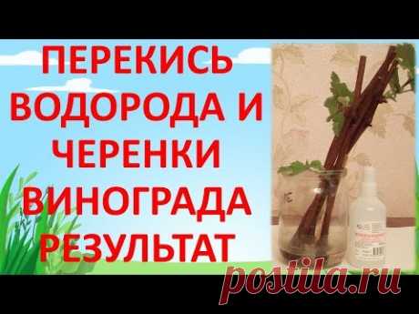 РЕЗУЛЬТАТ ПРИМЕНЕНИЯ ПЕРЕКИСИ ВОДОРОДА ПРИ УКОРЕНЕНИИ ЧЕРЕНКОВ ВИНОГРАДА