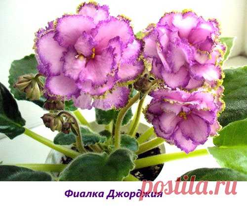 Комнатные фиалки - фото и названия сортов Джорджия, Арктик фрост, Есения, видео