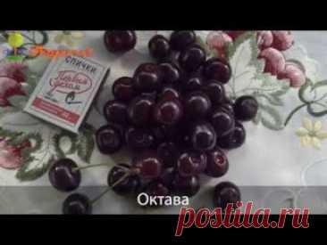 Вишня. Посадка и уход.