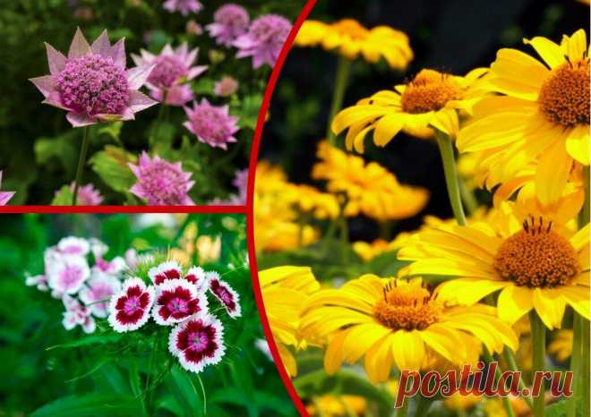 Цветущие клумбы с июня по сентябрь: 10 долгоцветущих многолетников
Любому дачнику, который выращивает на своем участке цветы, хочется, чтобы они радовали глаз как можно дольше в течение сезона. Один из вариантов – подбирать виды цветов с учетом времени их цветения: как только отцветут одни, сразу начинают цвести другие. Так удается добиться эффекта постоянного цветения клумбы. Клумбы цветущие все лето. Иллюстрация для статьи используется по […]
Читай дальше на сайте. Жми подробнее ➡