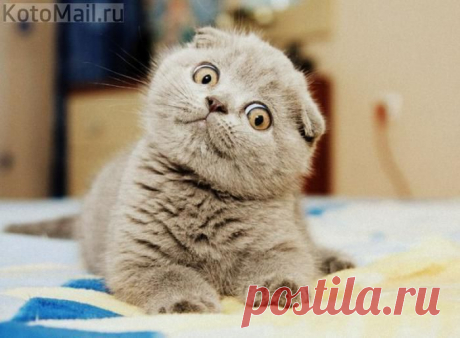 Когда очень удивлен! | KotoMail.ru