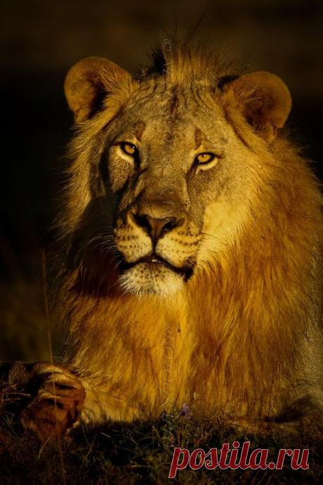 Фото Без названия. Альбом ЦАРЬ ЗВЕРЕЙ - 50 фото. Фотографии ⊰✿⊱ ОЛЬГА ⊰✿⊱.