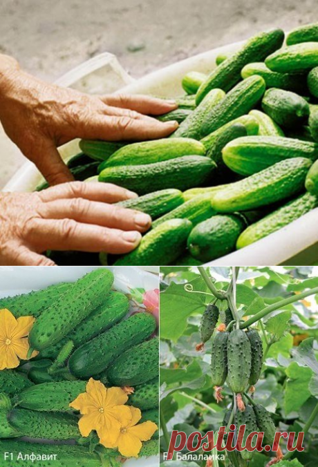 Как  уже в МАЕ  получитьготовые огурцы