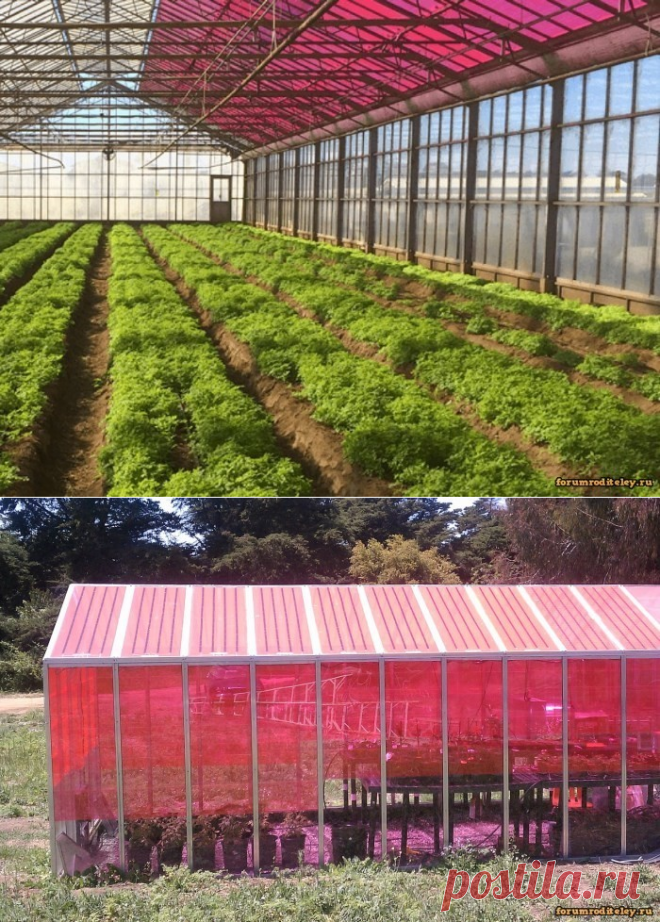 Создано стекло для теплиц, вырабатывающее электричество :: forumroditeley.ru - форум родителей и о детях http://forumroditeley.ru/viewtopic.php?t=7246