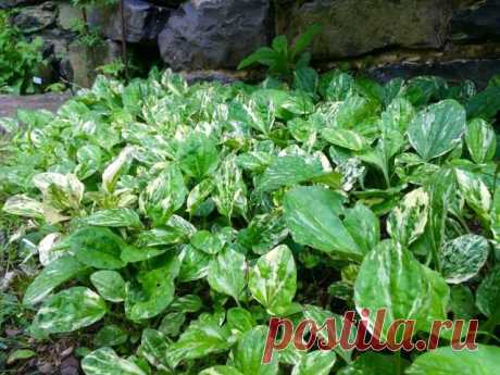 Подорожник «Вариегата» (‘Variegata’)