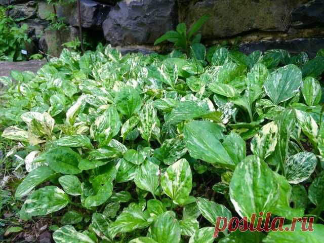 Подорожник «Вариегата» (‘Variegata’)