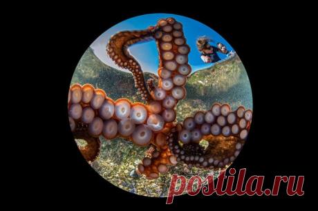 Конкурс подводной фотографии Ocean Art 2020