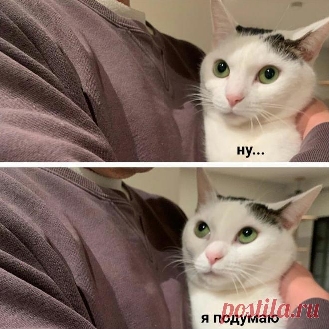 Когда просишь кота не будить тебя каждое утро нежным прикосновением своей пушистой попкой к твоему лицу: