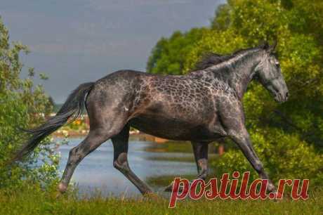 (43) Horse Addicted - Хроника