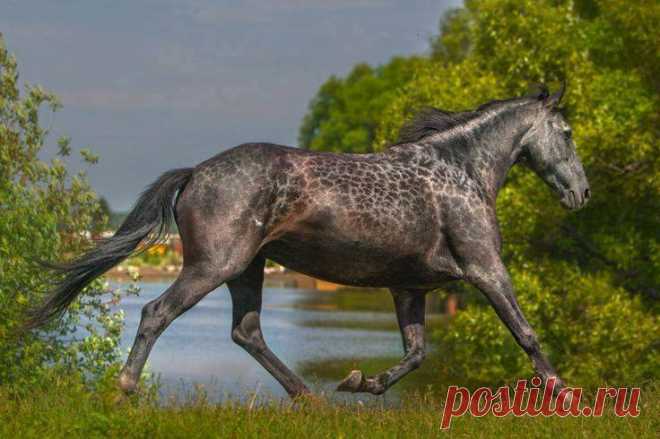 (43) Horse Addicted - Хроника