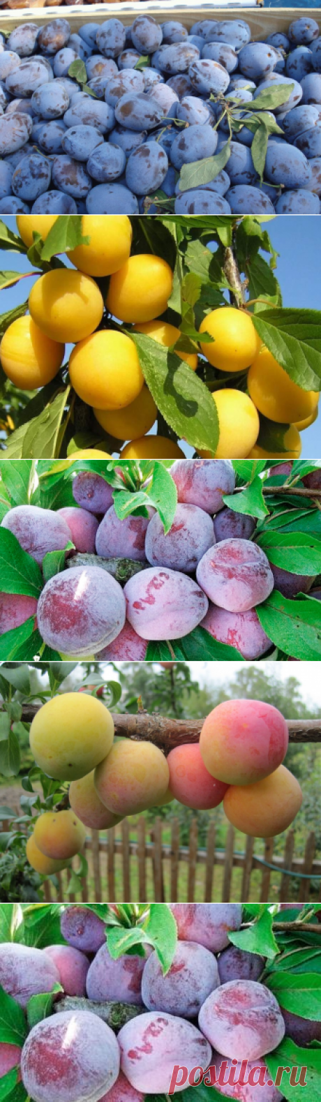 Слива сорта для Подмосковья Урала и Сибири описание