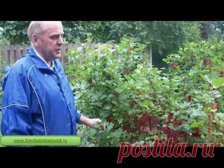Штамбовая смородина и крыжовник « Видео-блог Садовода