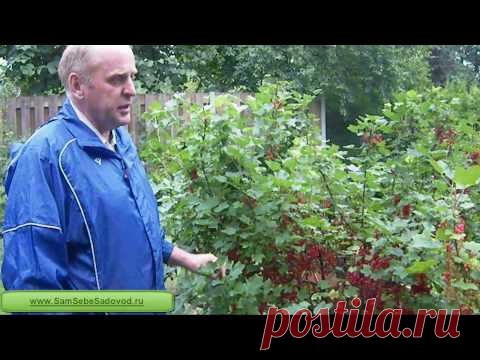 Штамбовая смородина и крыжовник « Видео-блог Садовода