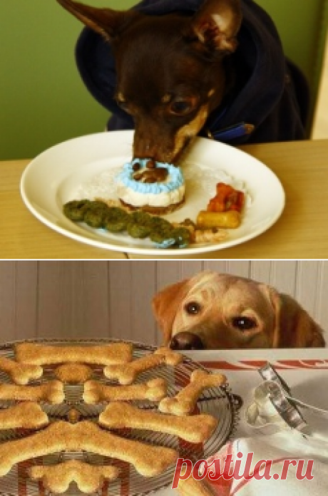Как приготовить лакомство для собак и кошек. - Зоотерритория. Домашние животные