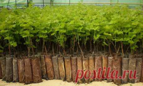 Размножение смородины черенками зимой - Садоводка