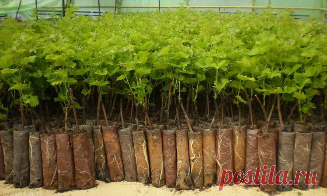 Размножение смородины черенками зимой - Садоводка