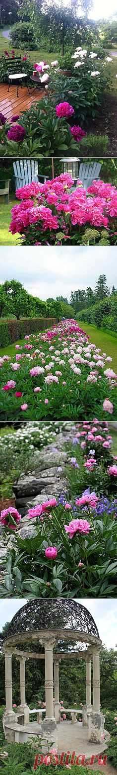 Home garden|Сад, огород, растения дома