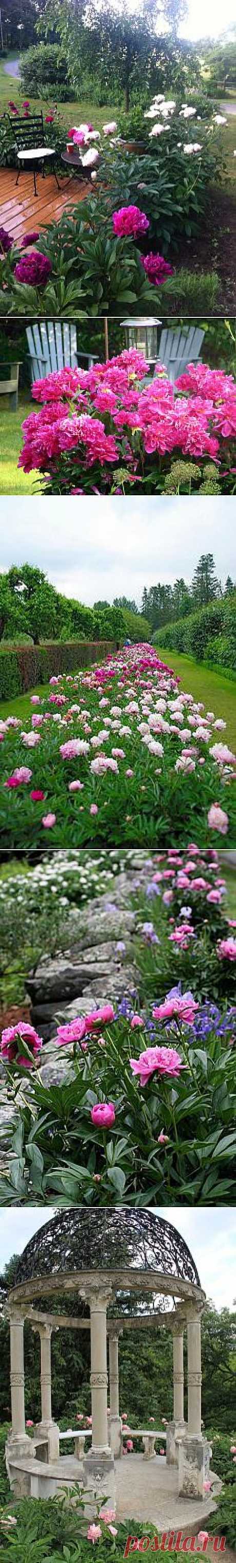 Home garden|Сад, огород, растения дома