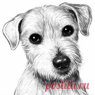 Рисуем собачку пошагово.