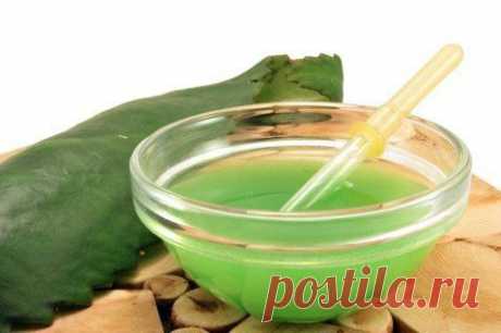 6 лекарств из каланхоэ | Женский журнал