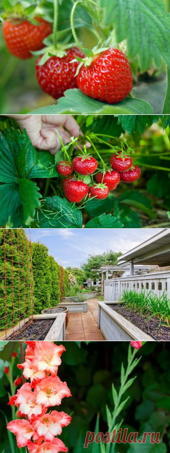 Правила сбора урожая клубники в совхозе им. Ленина
Июнь – горячая пора для любителей ягод. В это время по всей стране собираются тонны сладкой клубники. Особенно интересно, как это происходит в совхозе им. Ленина – монополисте в области выращивания земляничных культур. Клубника. Иллюстрация для статьи используется по стандартной лицензии ©life-hacky.ru История совхоза Совхоз им. Ленина был основан в 1918 году. Тогда он назывался […]
Читай дальше на сайте. Жми подробнее ➡