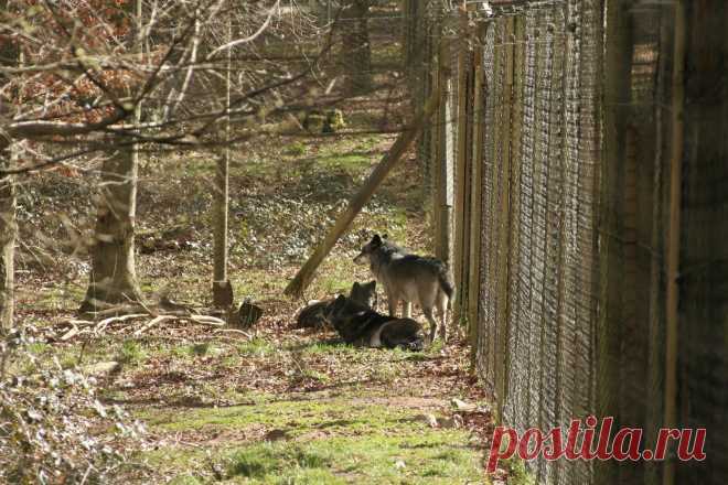 Всё красивое: Волки