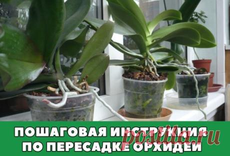 ПОШАГОВАЯ ИНСТРУКЦИЯ ПО ПЕРЕСАДКЕ ФАЛЕНОПСИСА (ОРХИДЕЯ)
Мы эту информацию собирали по крупицам, сохраняйте для себя и делитесь с друзьями. Старались для вас, дорогие). В интернете такого не найдете.
Шаг 1
Достаньте орхидею из горшка и положите её в широкий таз. Чтобы вам легче было вытащить орхидею, помните слегка стенки горшка. Если это не поможет – аккуратно, чтобы не повредить воздушные корни фаленопсиса, разрежьте или разбейте старый горшок.
Обычно, чем сильнее развита корневая у фаленопсиса