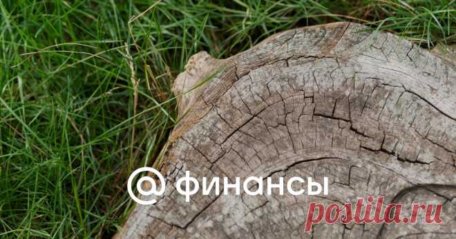 1-12-24--Какой УЧАСТОК СЧИТАЕТСЯ ЗАБРОШЕННЫМ, и что с ним могут сделать?  Когда у собственника могут отобрать землю?. Рассмотрим ситуации, когда могут ОТОБРАТЬ УЧАСТОК с хламом или заросший?. Сколько лет можно НЕ ПОЯВЛЯТЬСЯ и НЕ ВОЗДЕЛЫВАТЬ землю без взысканий?.
