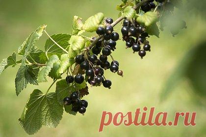 Врачи назвали улучшающие эрекцию продукты. Врач-терапевт и телеведущая Елена Малышева и ее соведущий, кардиолог Герман Гандельман в эфире программы «Жить здорово!» на Первом канале заявили, что употребление шелковицы, рябины, черной смородины, черешни и ежевики улучшают эректиную функцию. Выпуск передачи доступен на сайте телеканала.