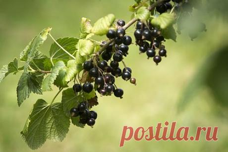 Врачи назвали улучшающие эрекцию продукты. Врач-терапевт и телеведущая Елена Малышева и ее соведущий, кардиолог Герман Гандельман в эфире программы «Жить здорово!» на Первом канале заявили, что употребление шелковицы, рябины, черной смородины, черешни и ежевики улучшают эректиную функцию. Выпуск передачи доступен на сайте телеканала.